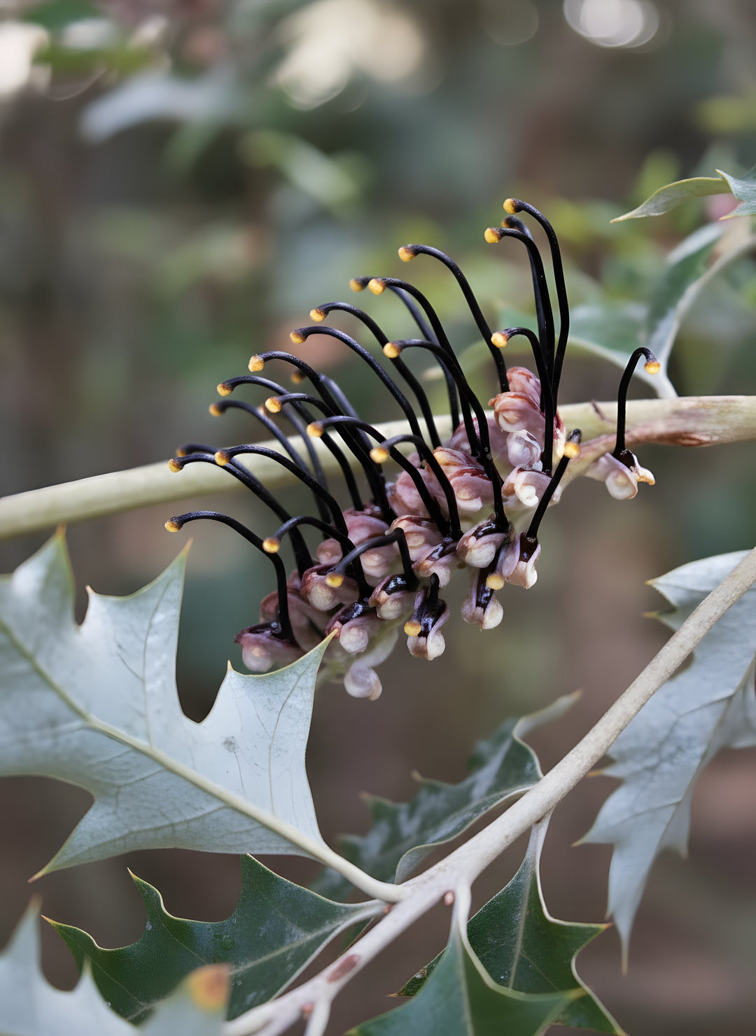 STANDARD / Grevillea 'Scortechinii' 300mm Pot for sale Adelaide Plant Co
