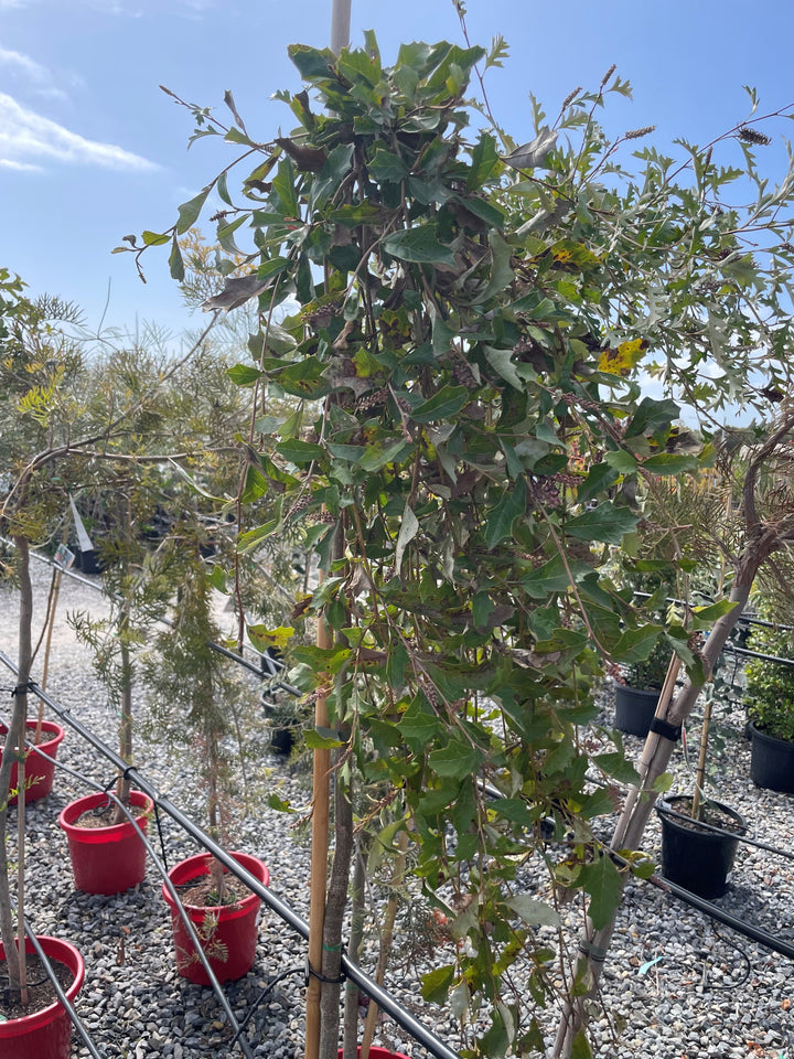 STANDARD / Grevillea &