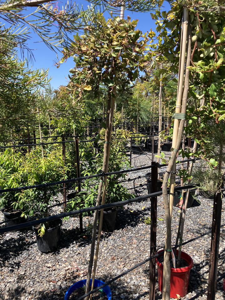 STANDARD / Grevillea &