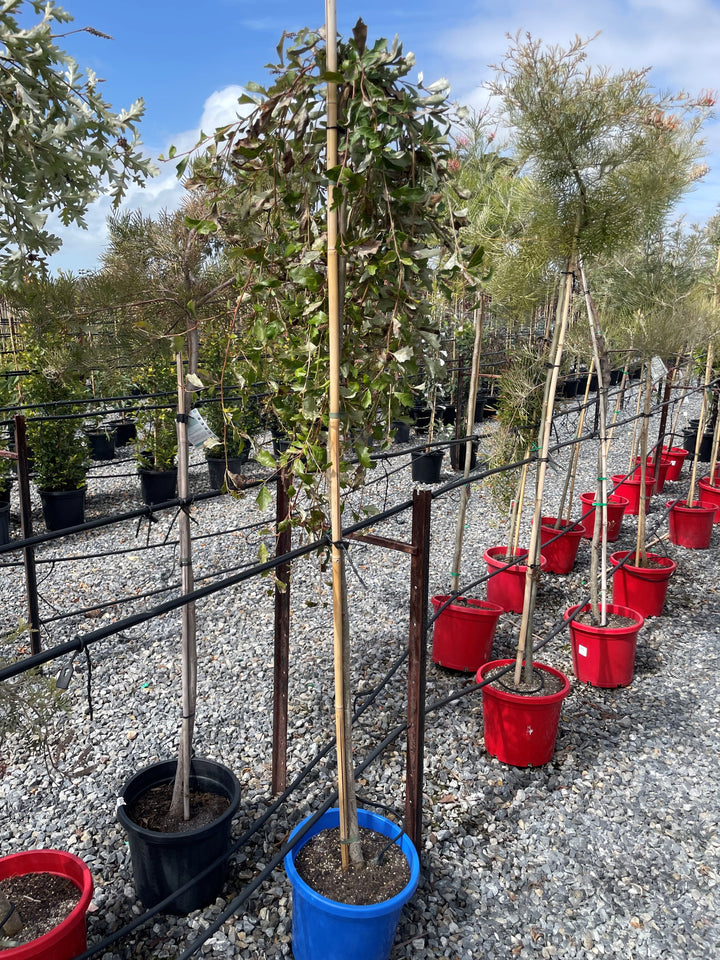 STANDARD / Grevillea &