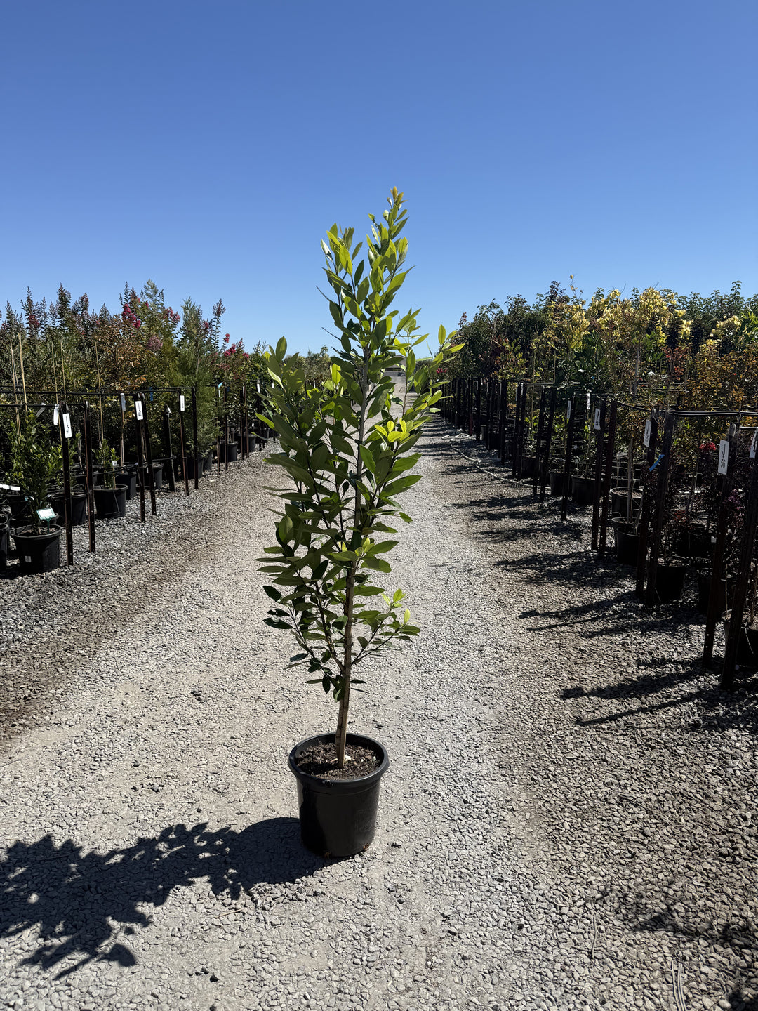 Tristaniopsis Laurina 'Luscious'