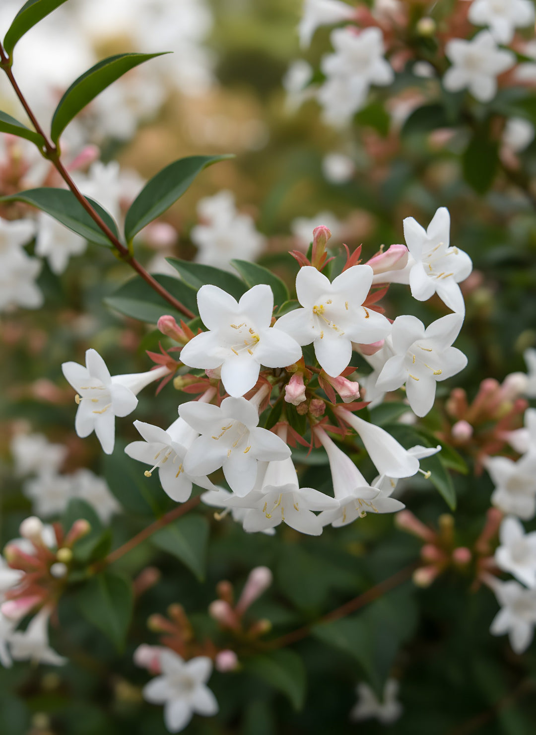 Abelia Grandiflora 140mm Pot for sale Adelaide Plant Co