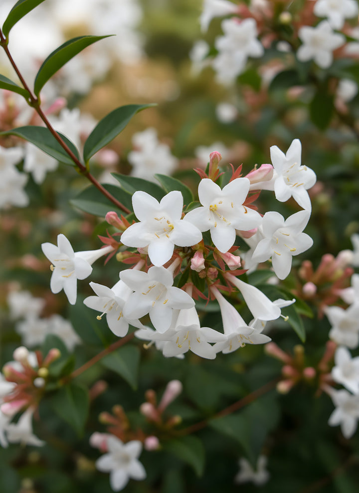 Abelia Grandiflora 140mm Pot for sale Adelaide Plant Co