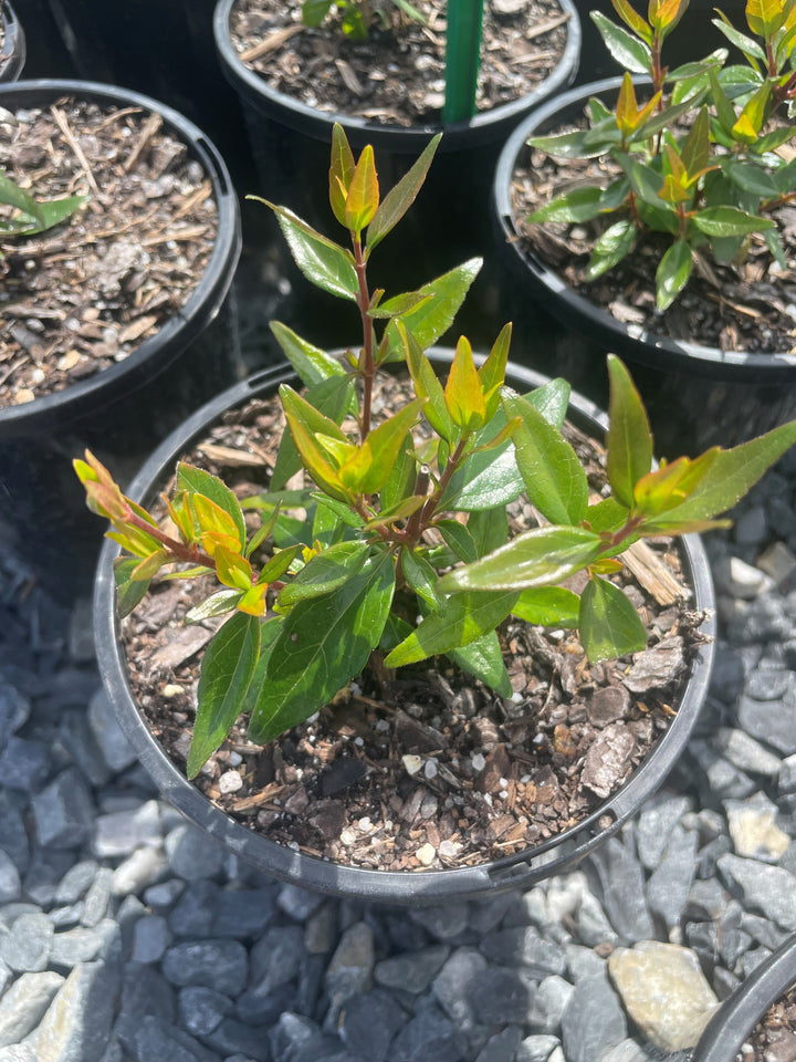 Abelia Grandiflora Nana
