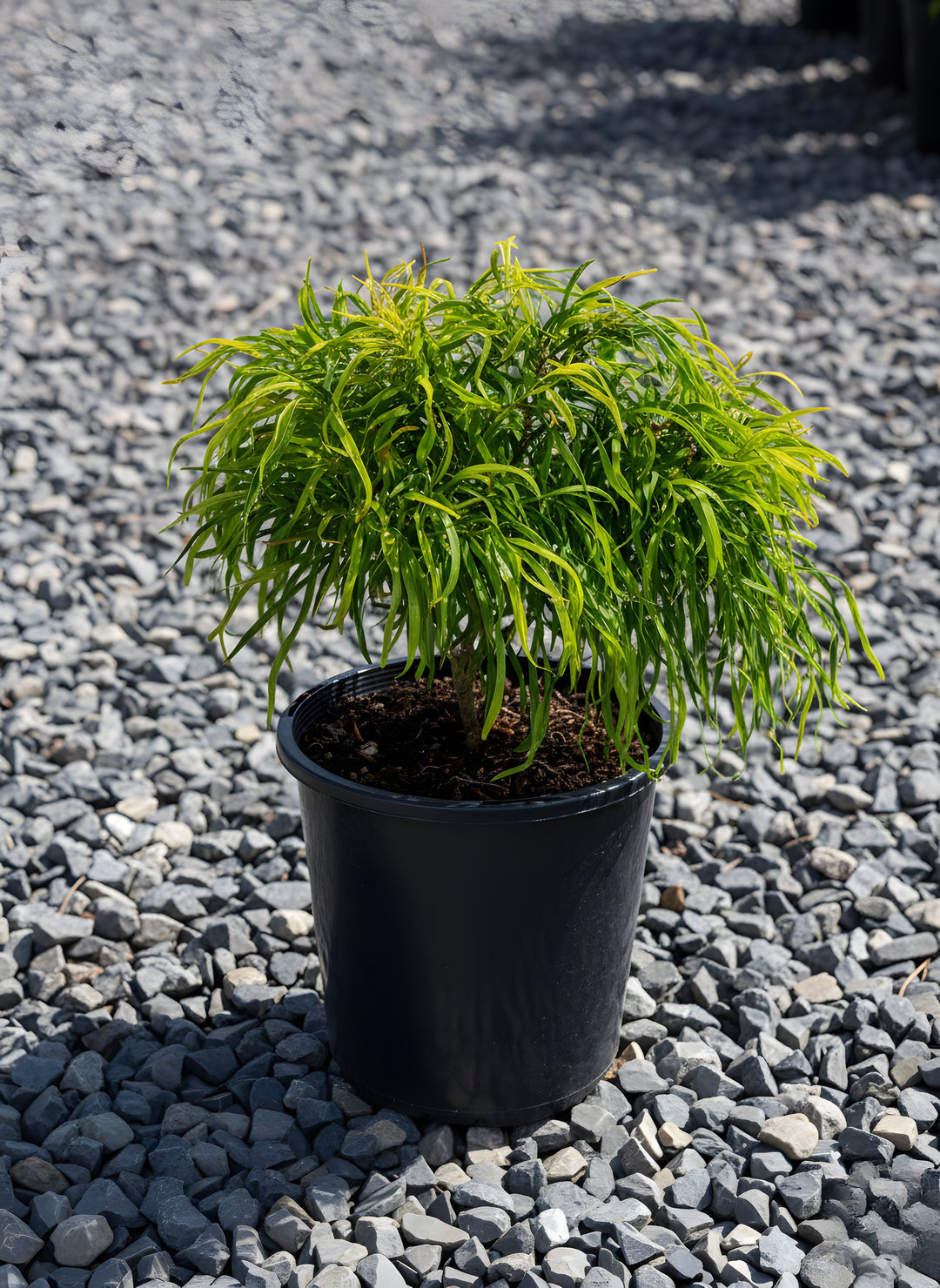 Acacia Cognata 'Fettuccini' 140mm Pot for sale Adelaide Plant Co