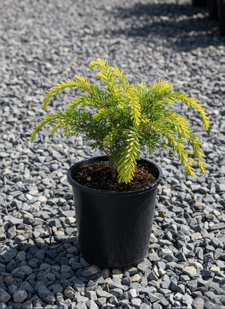 Acacia Howittii 'Green Wave'