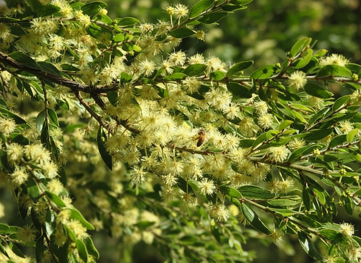 Acacia Howittii 'Green Wave'