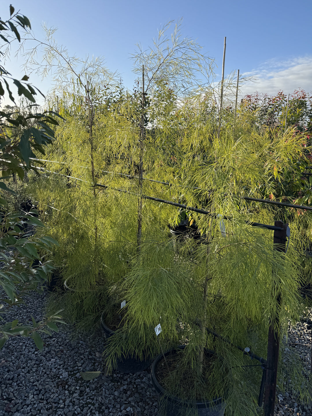 Acacia cognata &