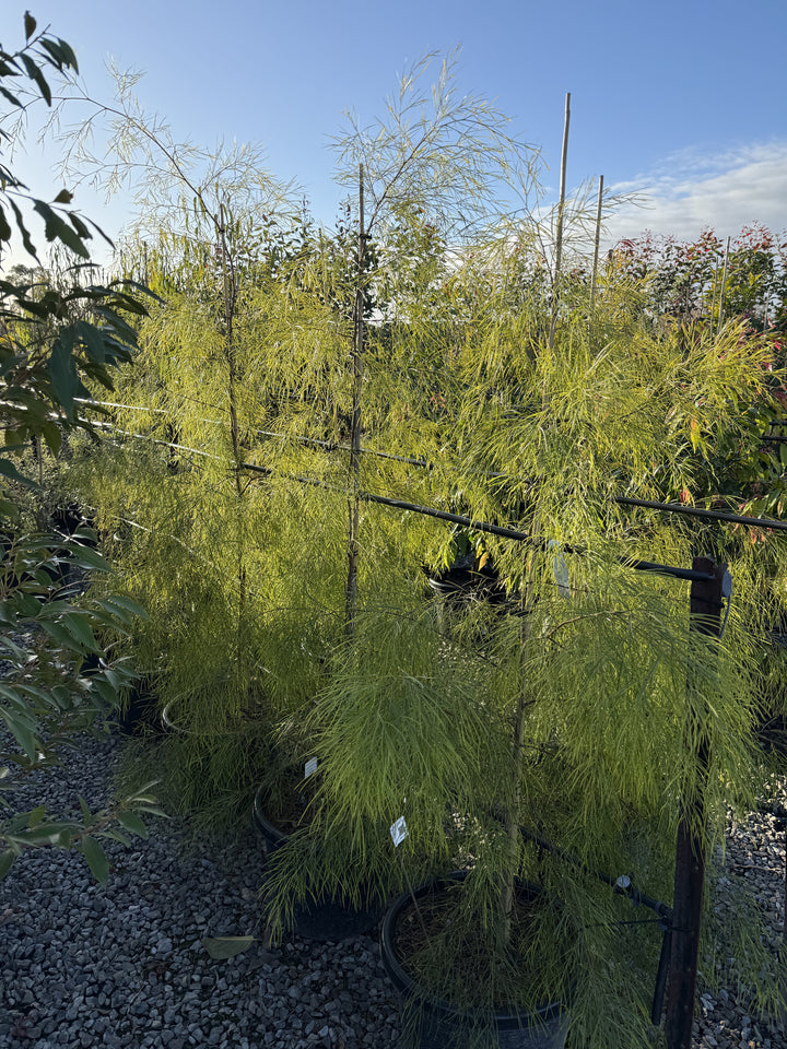 Acacia cognata &