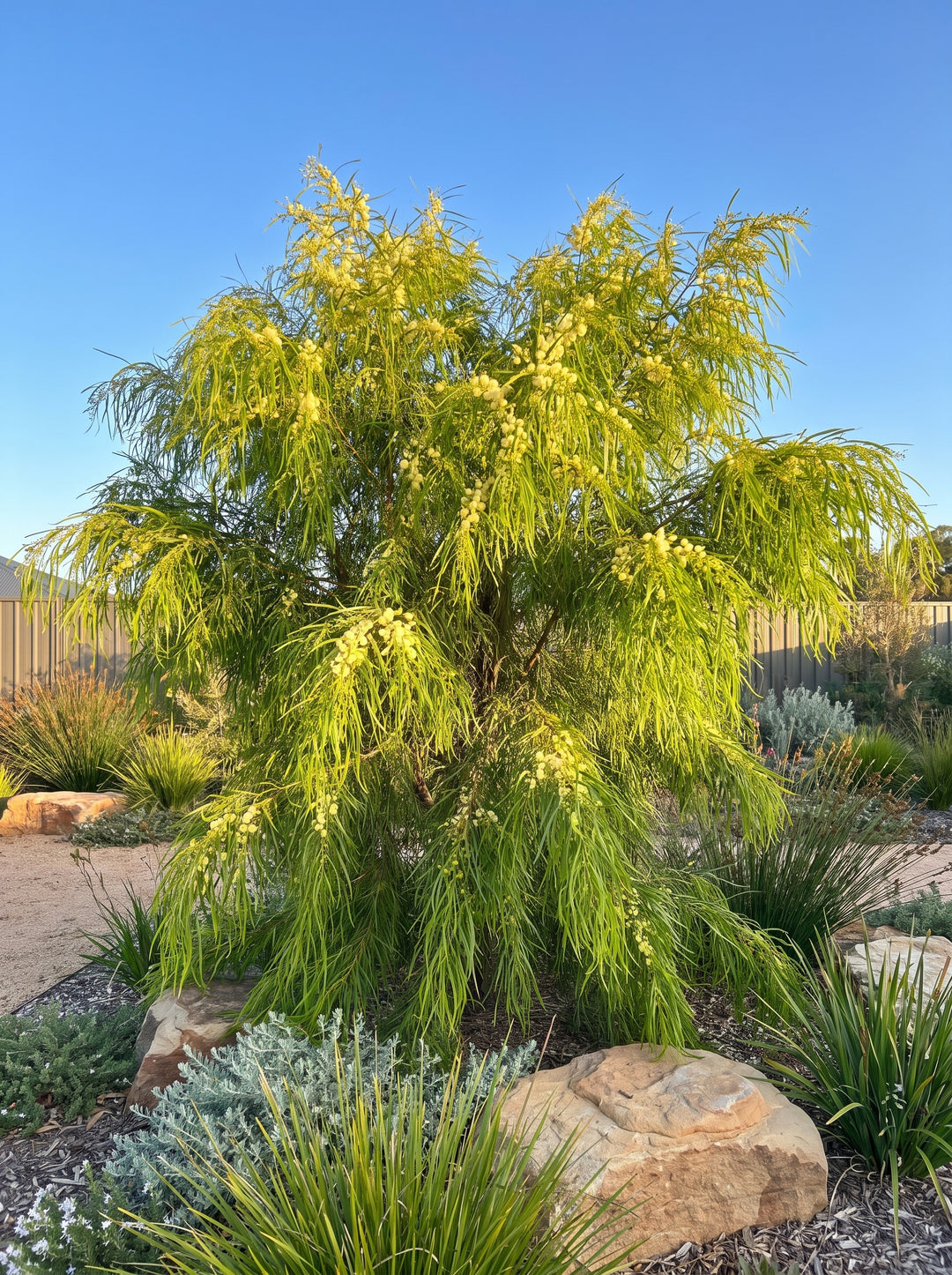 Mature Acacia cognata 'Lime Magik' river wattle with fine weeping lime-green foliage in an Adelaide garden | Adelaide Plant Co