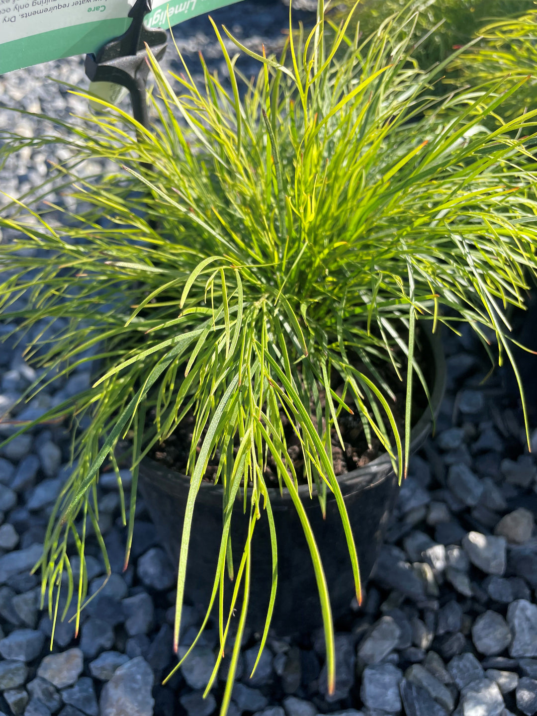 Acacia Cognata 'Limelight' 140mm Pot for sale Adelaide Plant Co