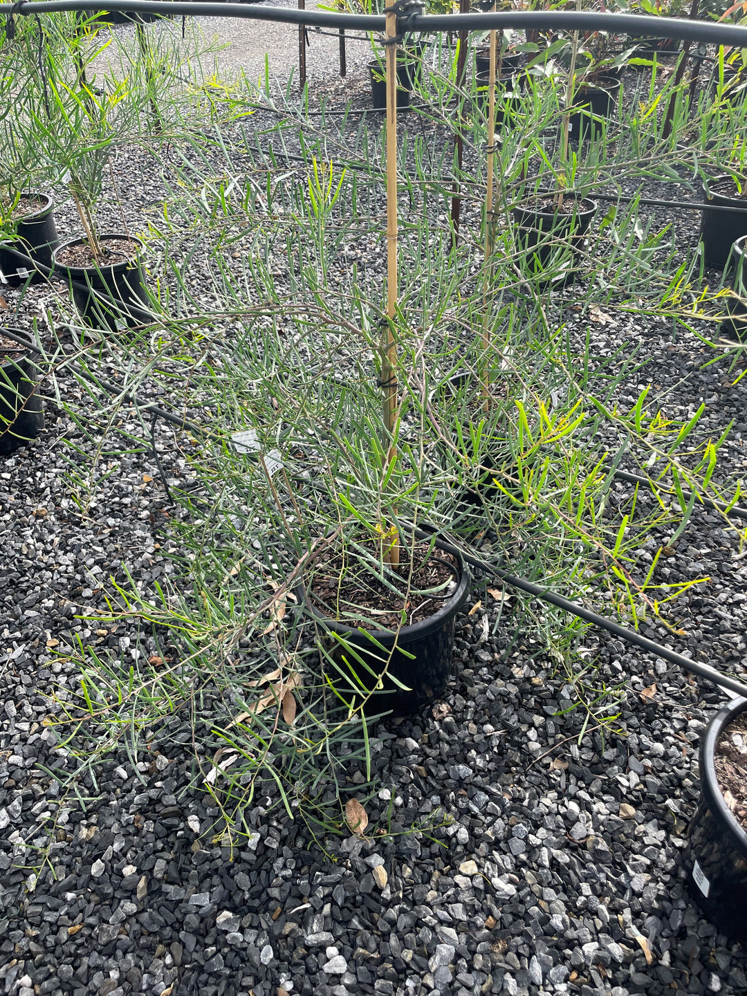 Acacia cupularis 300mm Pot for sale Adelaide Plant Co