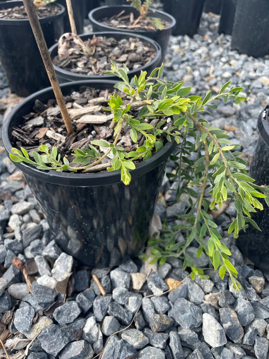 Acacia Howittii &