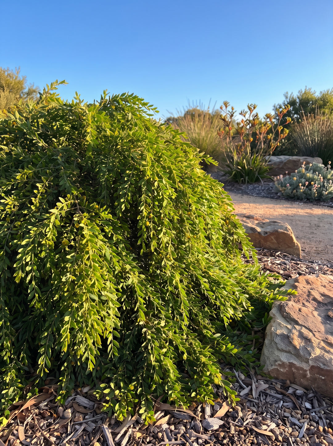 Acacia howittii 'Green Wave' low weeping wattle with dense green cascading foliage in an Adelaide garden | Adelaide Plant Co