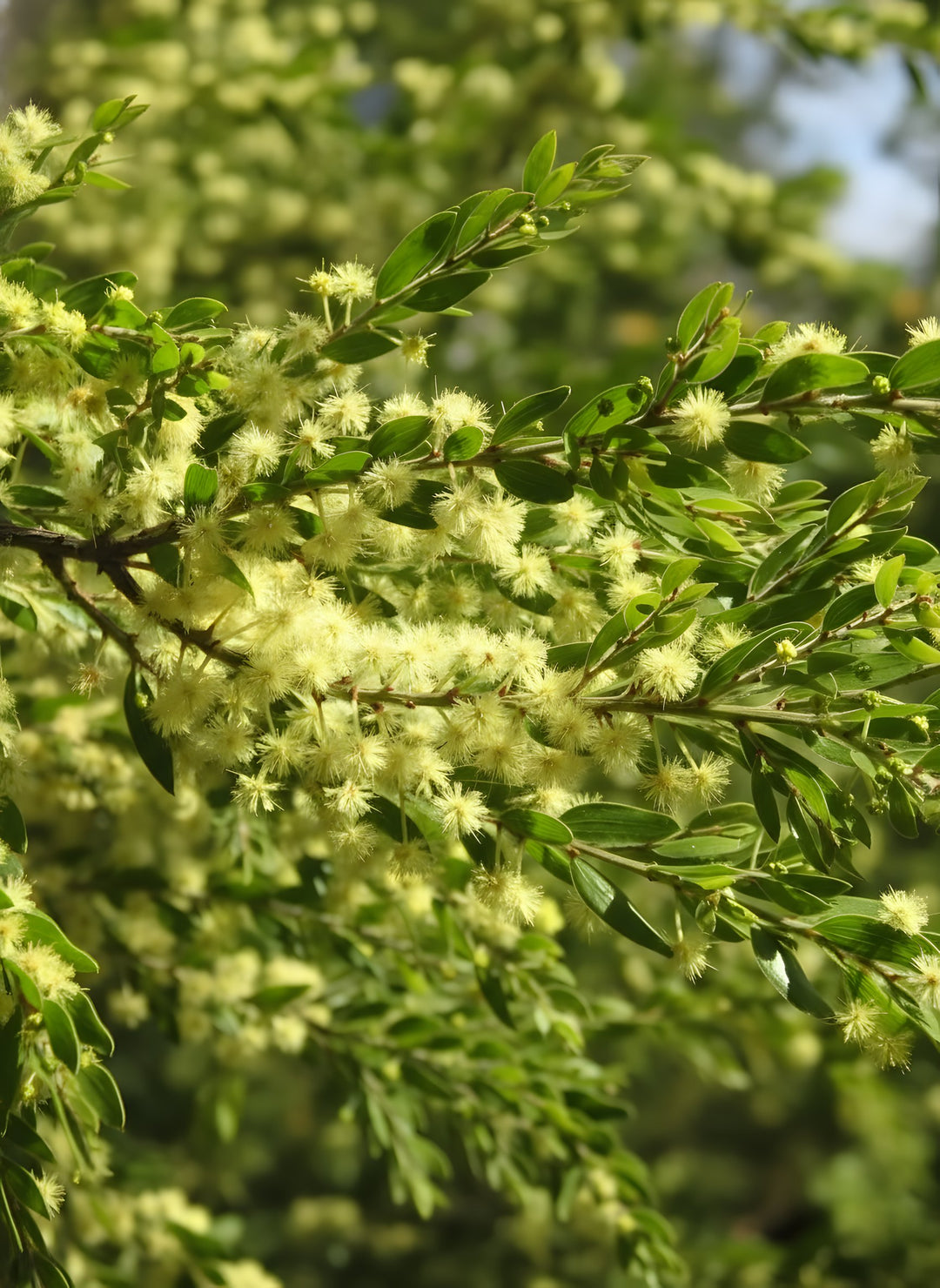 Acacia howittii 'Honey Bun' 140mm Pot for sale Adelaide Plant Co