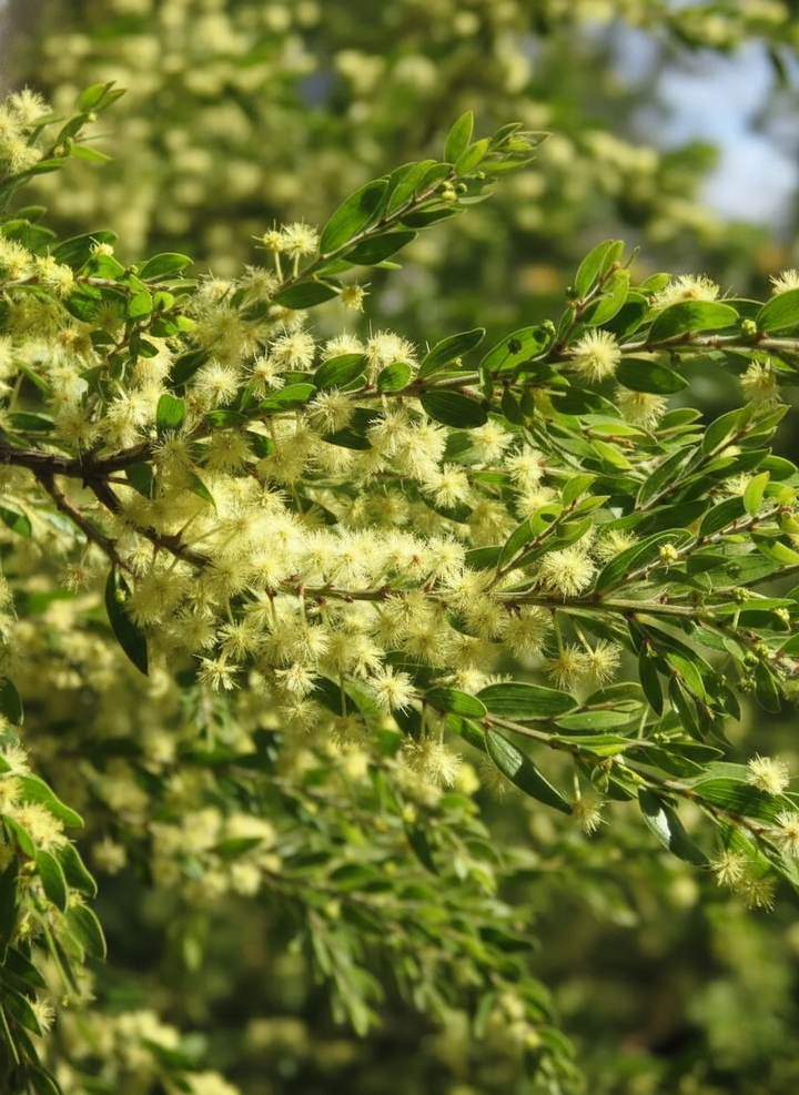 Acacia howittii 'Honey Bun'