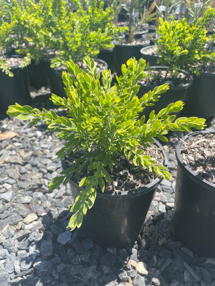 Acacia howittii 'Honey Bun'