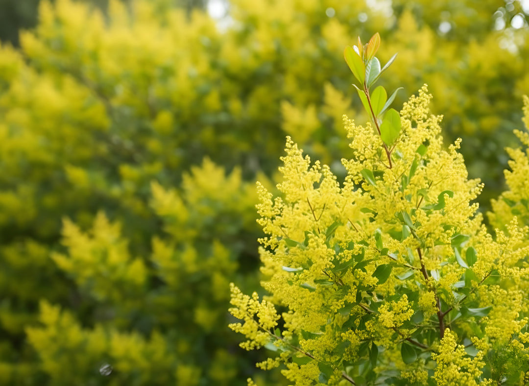 Acacia Howittii 200mm Pot for sale Adelaide Plant Co