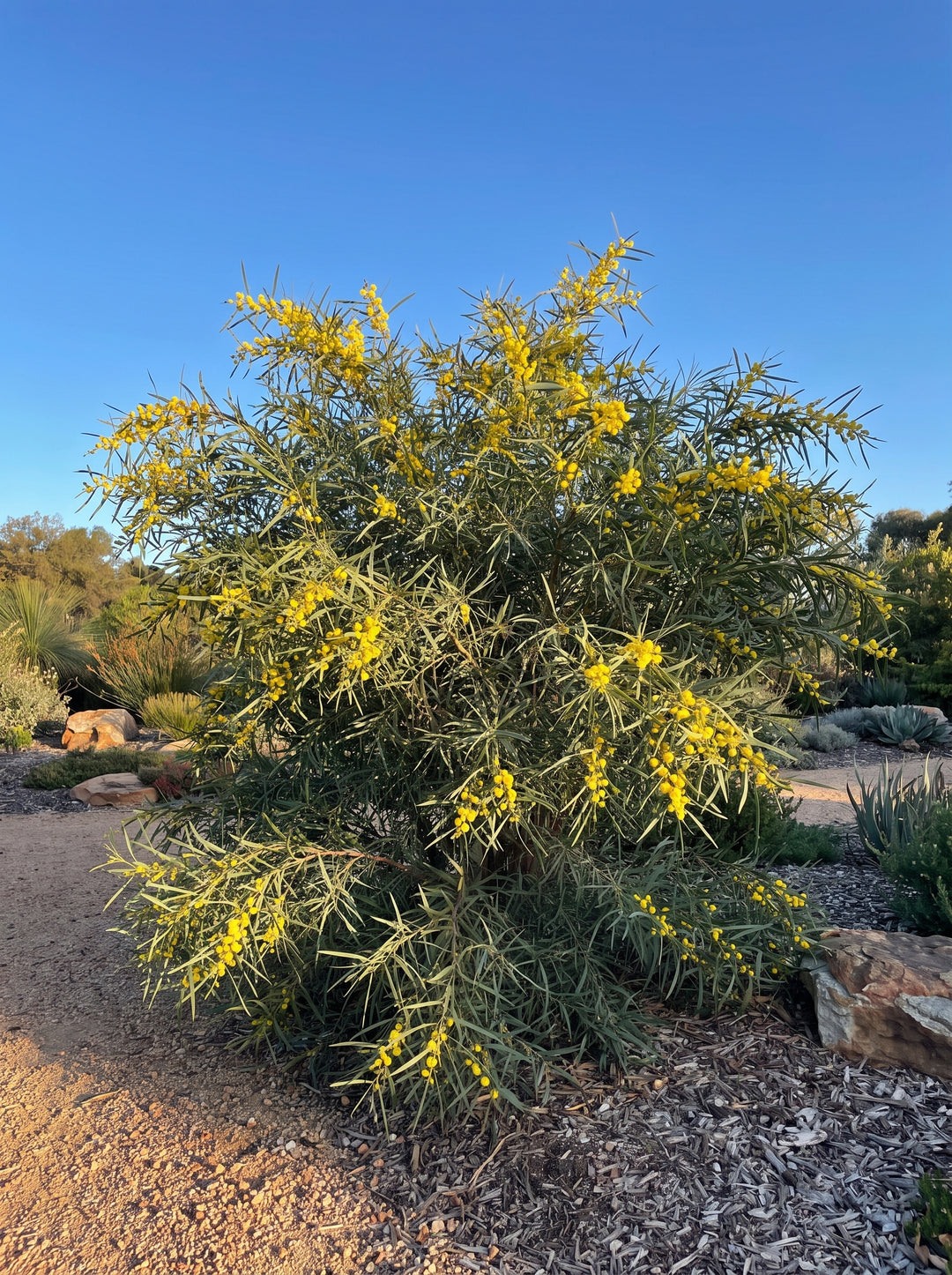 Flinders Ranges Wattle (Acacia iteaphylla) with silvery grey-green willowy foliage and lemon flowers, Adelaide garden | Adelaide Plant Co