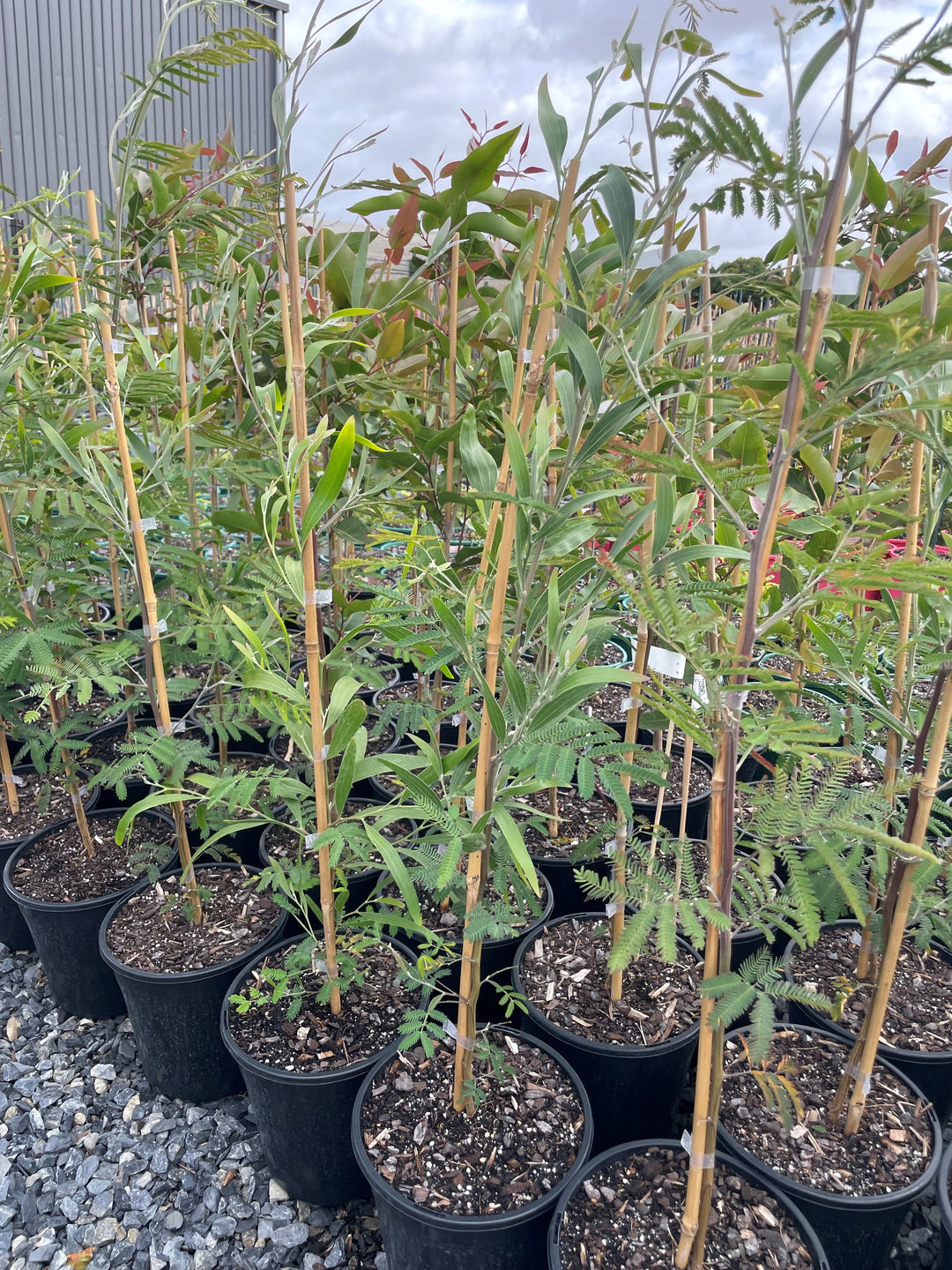 Acacia Melanoxylon 200mm Pot for sale Adelaide Plant Co