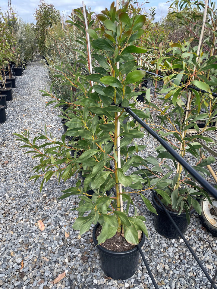Acacia Melanoxylon 300mm Pot for sale Adelaide Plant Co