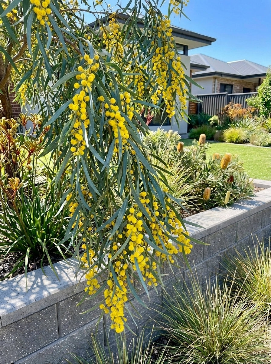 Acacia pendula 45L Grow Bag for sale Adelaide Plant Co