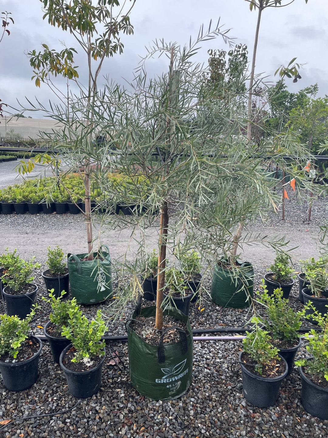 Acacia pendula 45L Grow Bag for sale Adelaide Plant Co