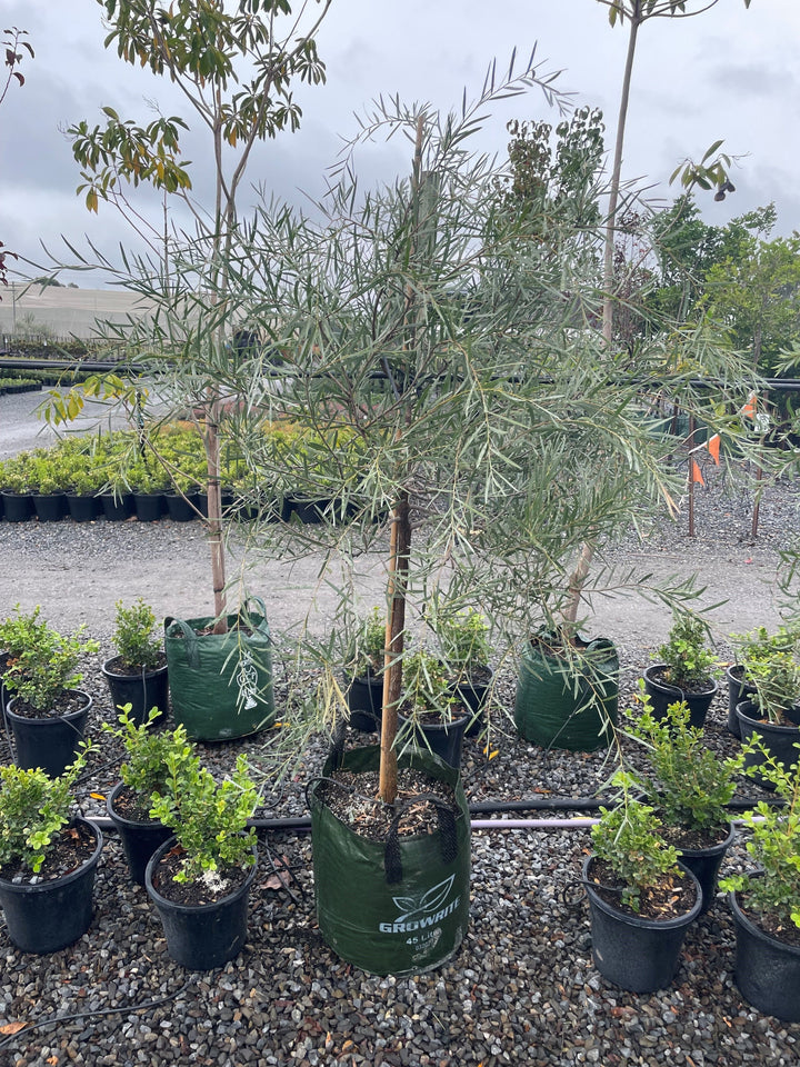 Acacia pendula 45L Grow Bag for sale Adelaide Plant Co