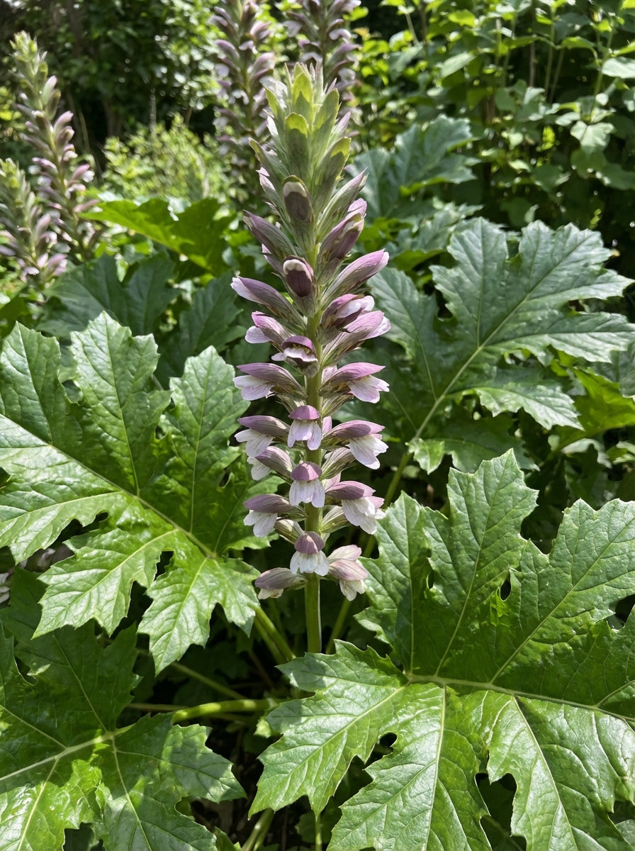 Acanthus mollis 140mm Pot for sale Adelaide Plant Co