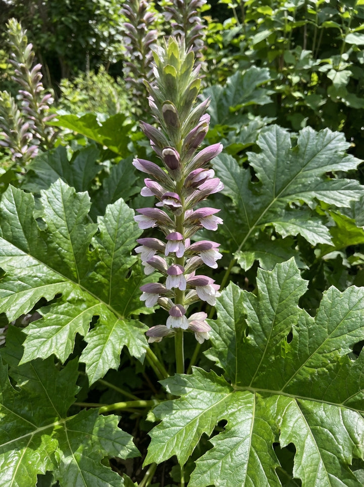 Acanthus mollis 140mm Pot for sale Adelaide Plant Co