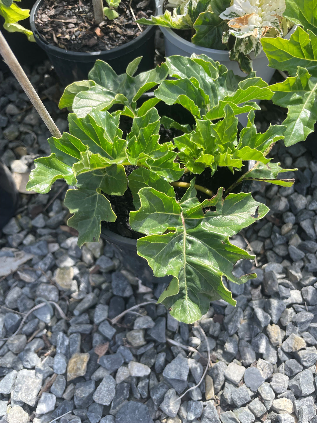 Acanthus mollis for sale Adelaide Plant Co