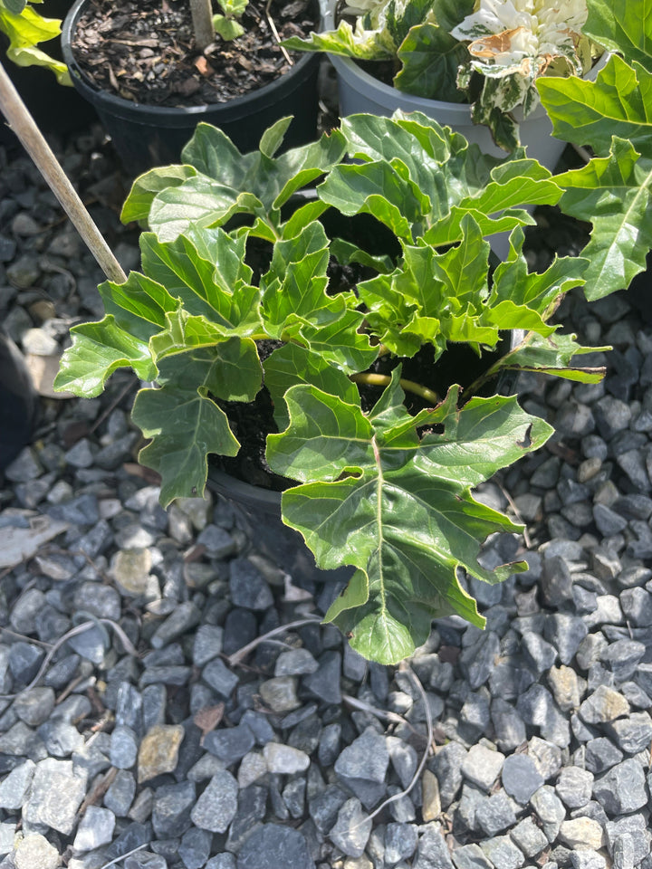 Acanthus mollis for sale Adelaide Plant Co