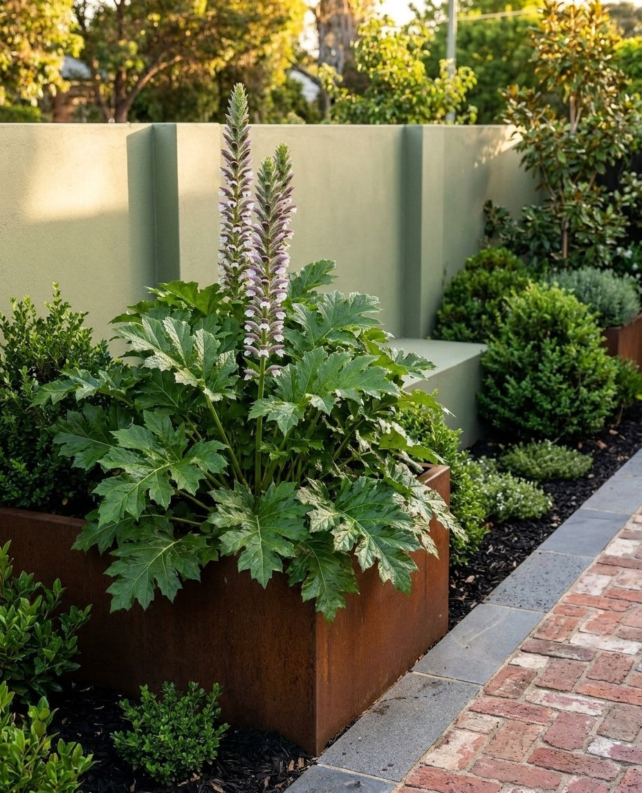 Acanthus mollis in a raised Corten steel planter beside paving in an Adelaide garden.