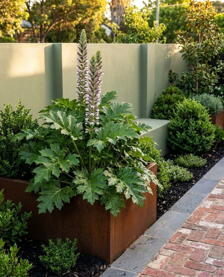 Acanthus mollis in a raised Corten steel planter beside paving in an Adelaide garden.