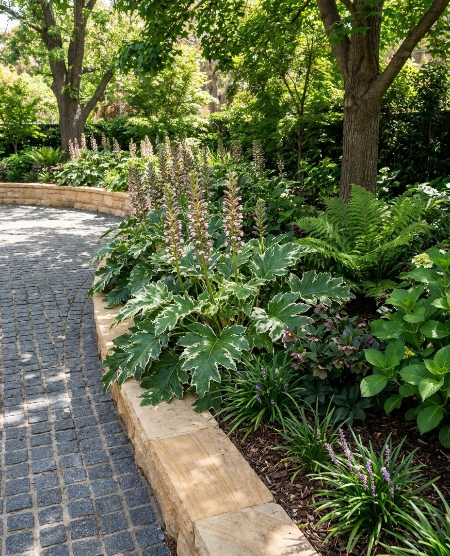 Acanthus Mollis &