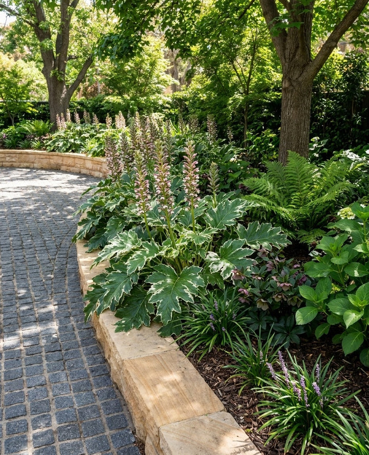 Acanthus Mollis &