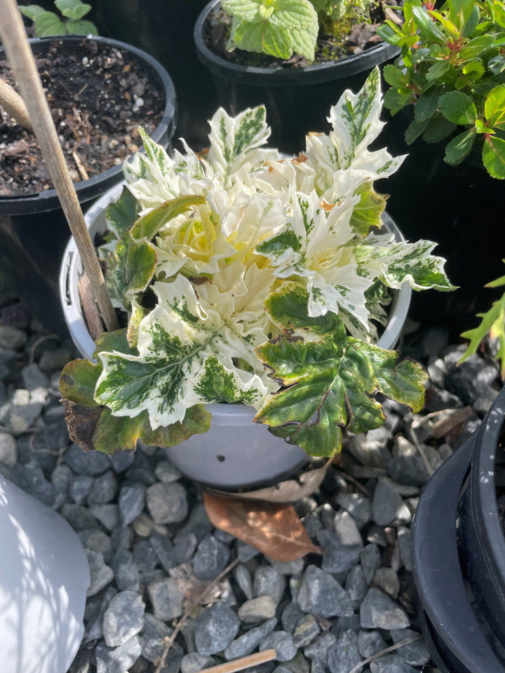 Acanthus Mollis &