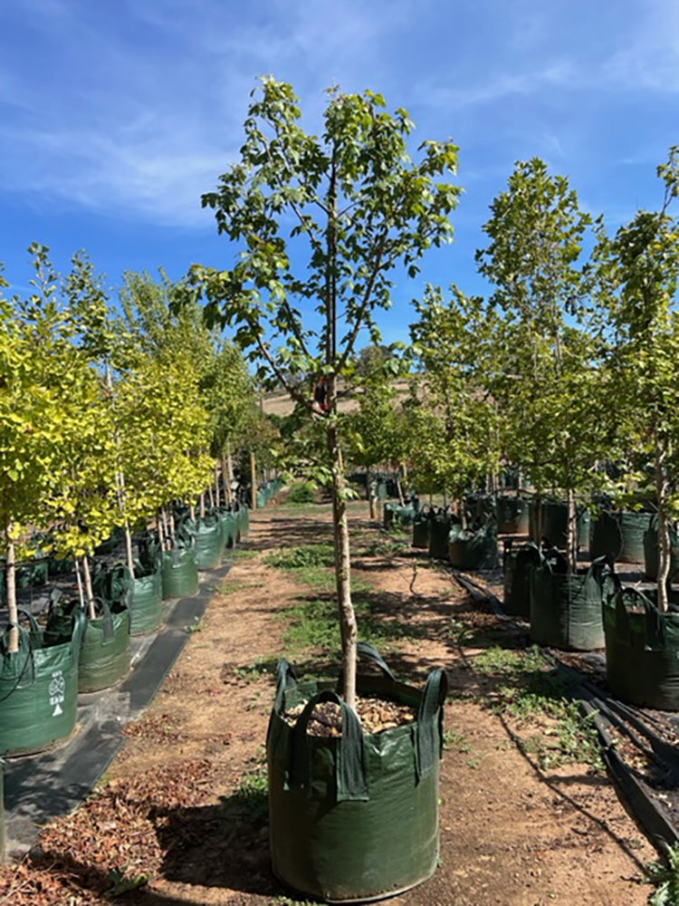 Acer campestre &