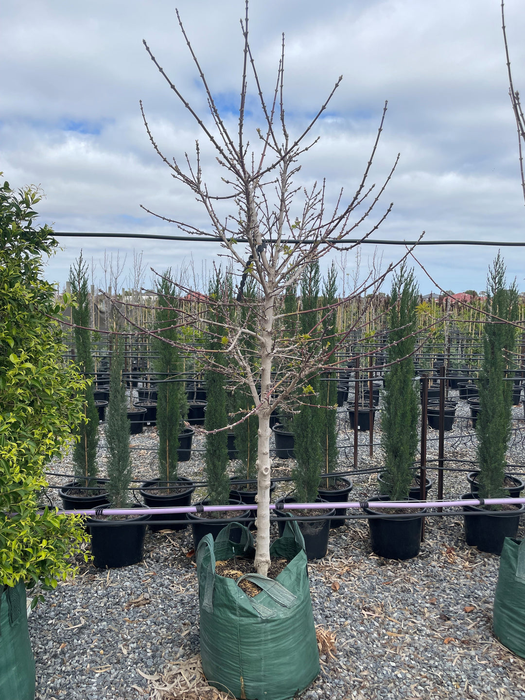 Acer Negundo 'Sensation' (Sterile)