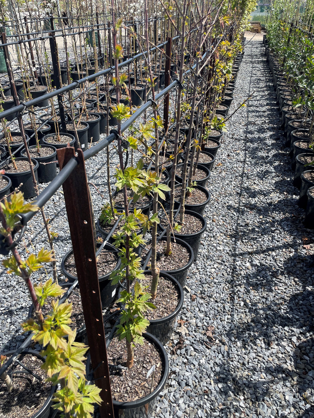 Acer Negundo 'Sensation' (Sterile)