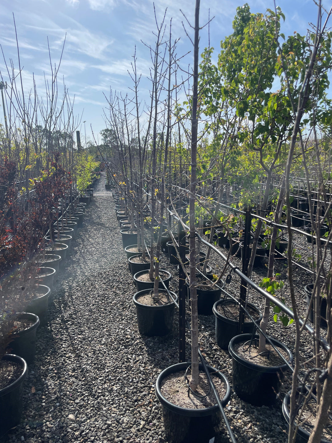 Acer Negundo 'Sensation' (Sterile)