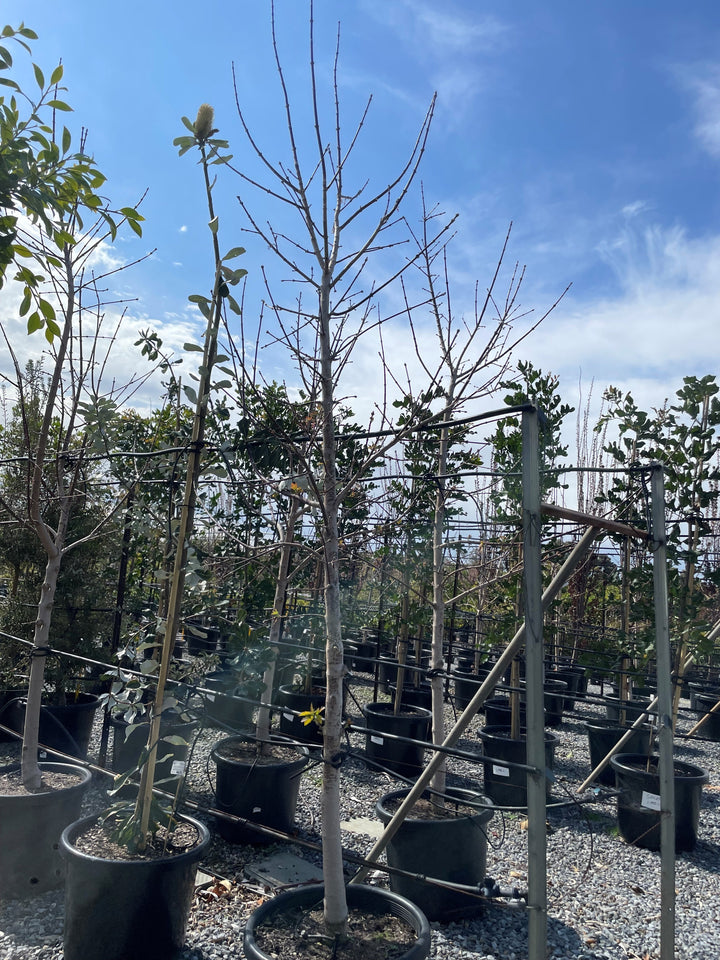 Acer Negundo 'Sensation' (Sterile)