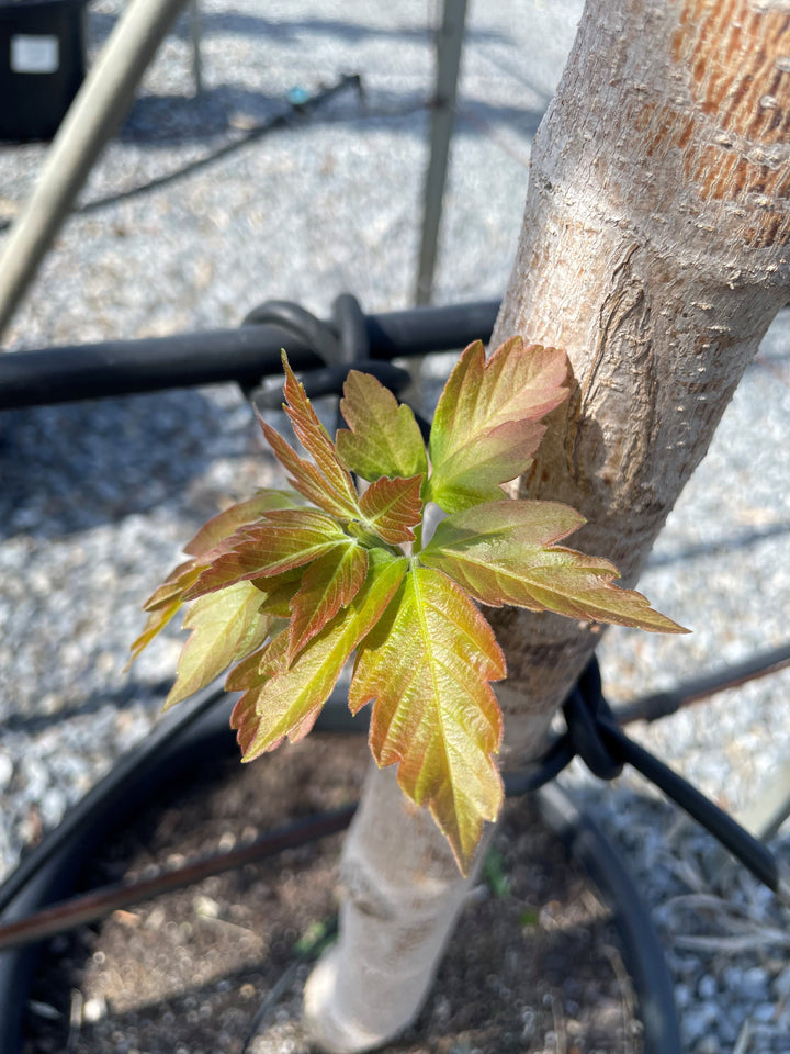 Acer Negundo 'Sensation' (Sterile)