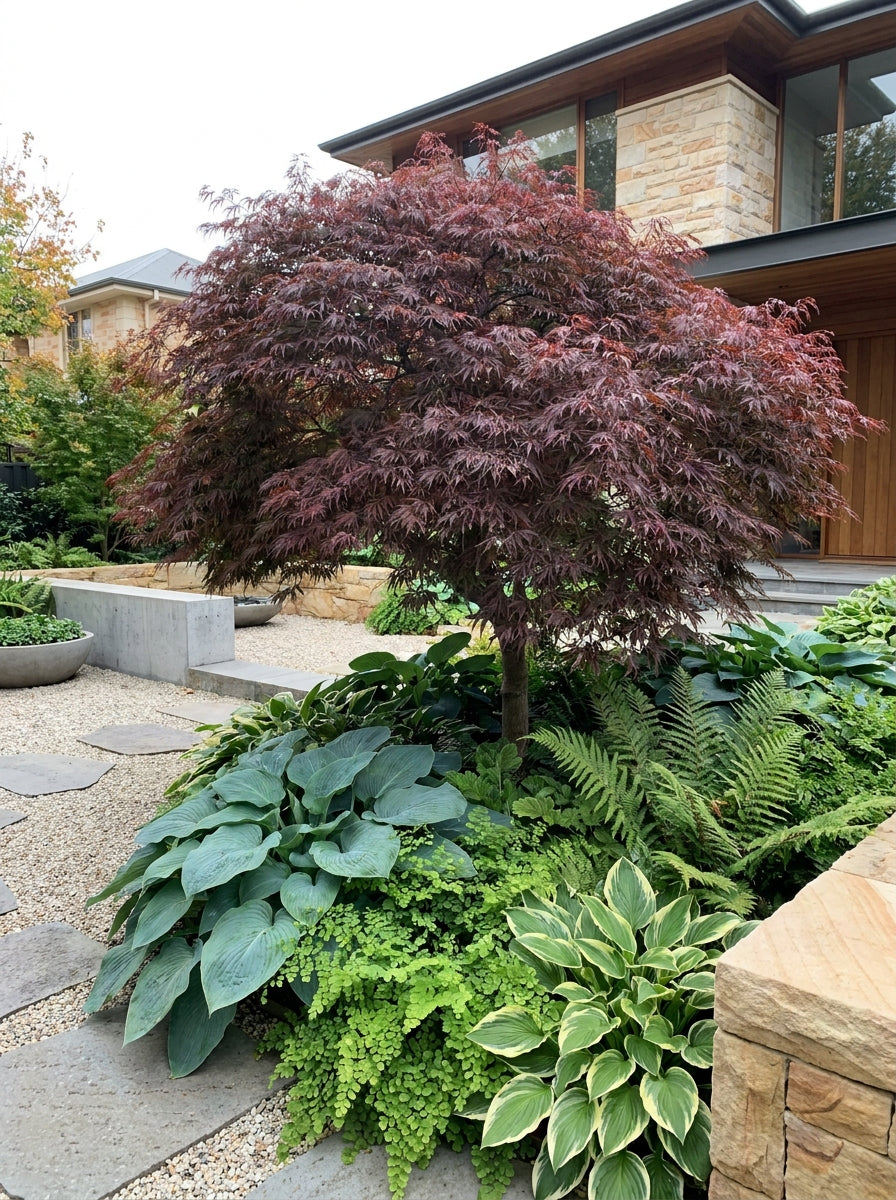 Acer palmatum &