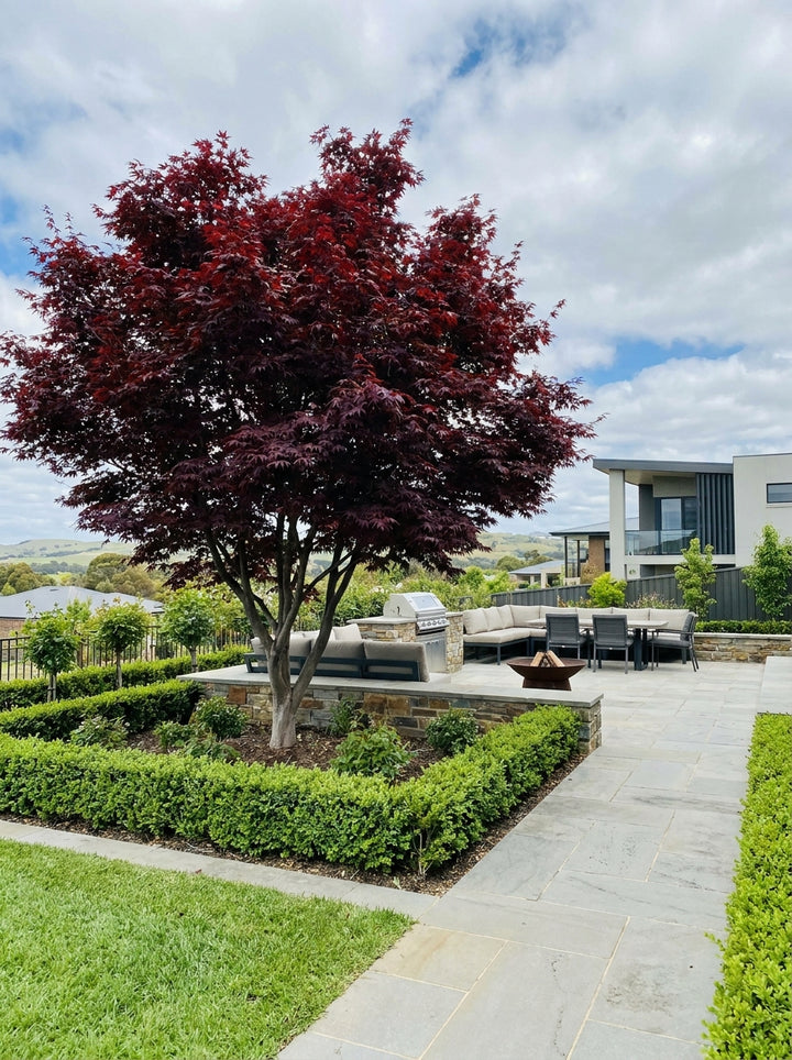 Acer palmatum &