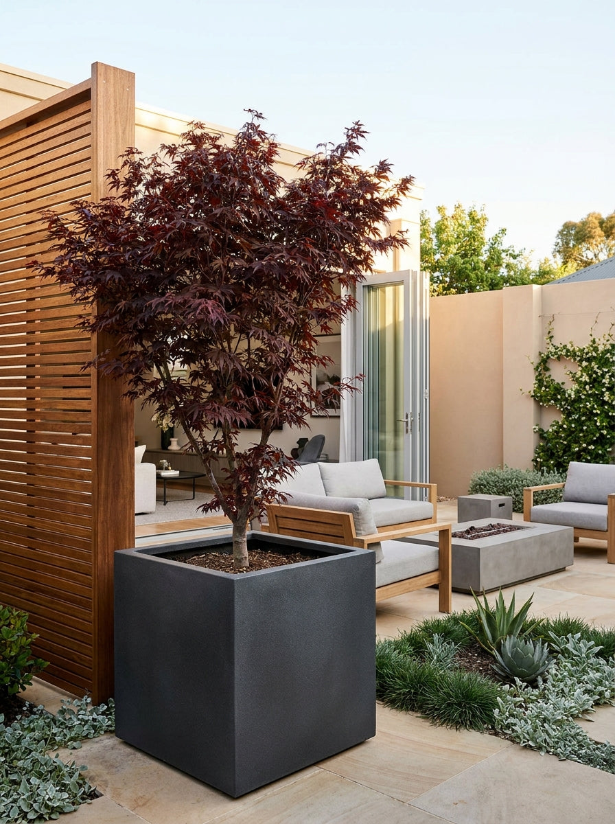 Acer palmatum &