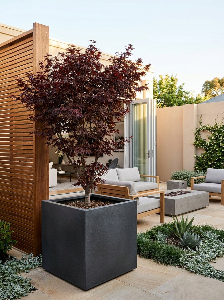 Acer palmatum &