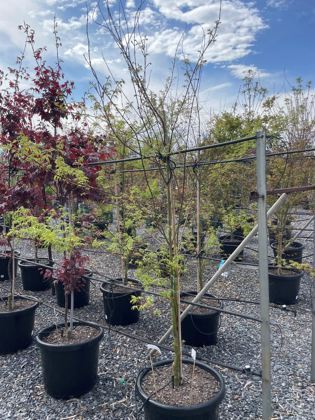 Acer palmatum &