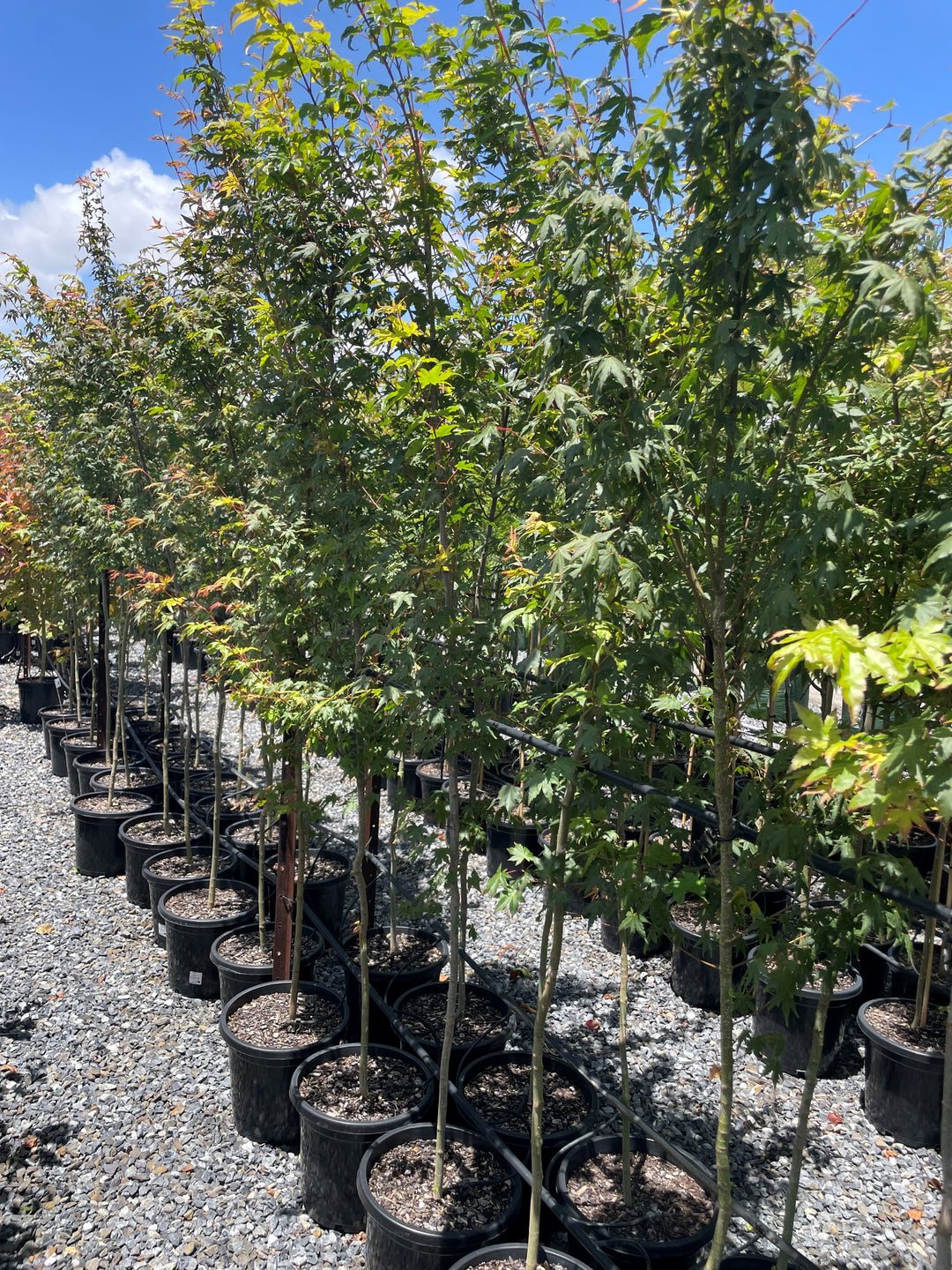 Acer Palmatum for sale Adelaide Plant Co