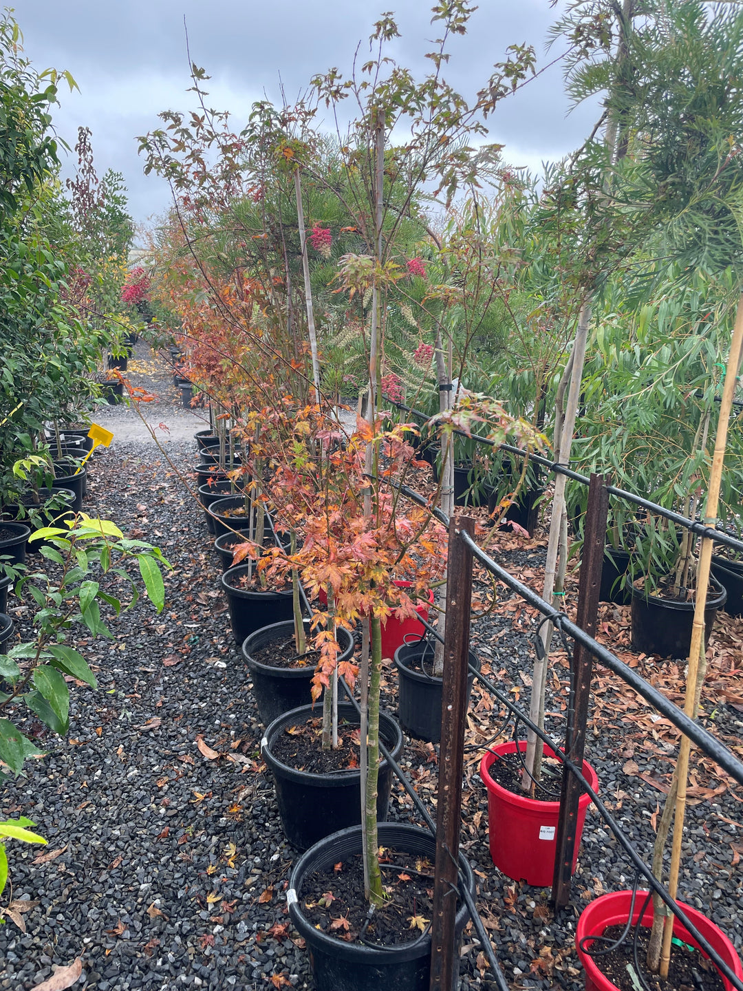 Acer Palmatum 400mm Pot for sale Adelaide Plant Co